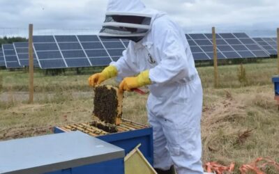Criação de abelhas em usina solar gera preservação e renda